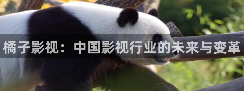 天狼影院2021年最好看的电视